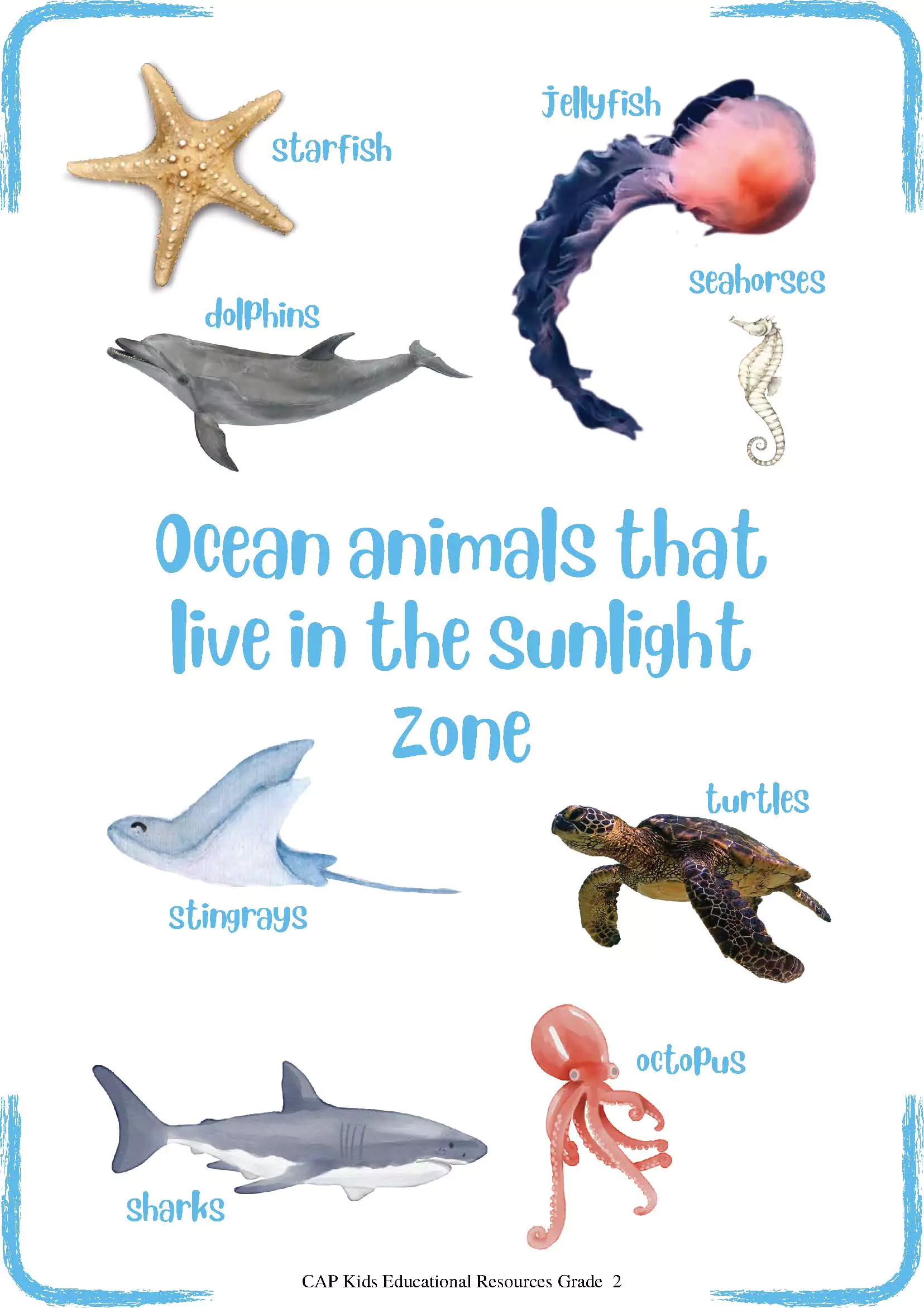 Poster Ocean Animals Under the Sea Sunlight Zone CAPKidsPro